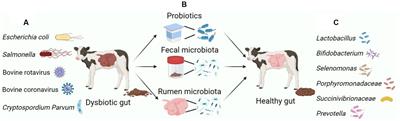 Modulating gastrointestinal microbiota to alleviate diarrhea in calves